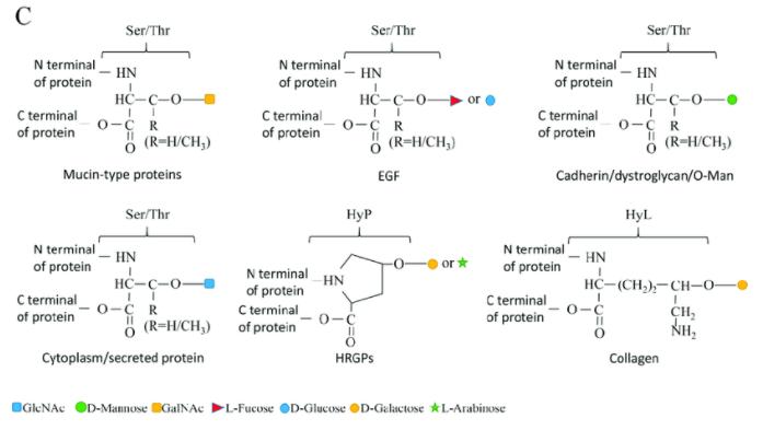 Advancements in Protein Methylation Research